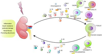 T cells and their products in diabetic kidney disease